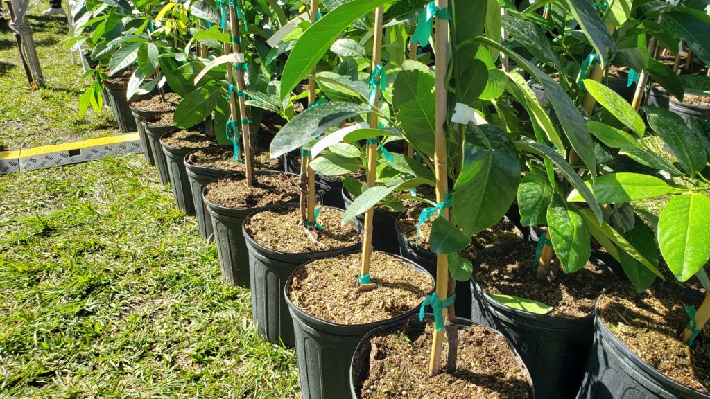 Chocolate Garden 2020